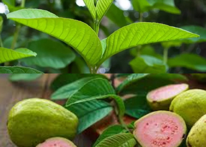 Selain buahnya yang bisa dimakan, daun jambu biji juga bisa digunakan untuk kesehatan!