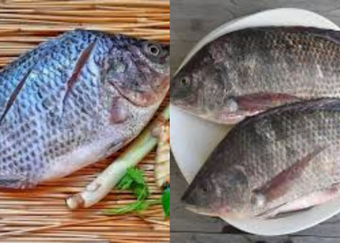 Wow Jangan Lewatkan Inilah 7 Manfaat Ikan Mujair Untuk Kesehatan!