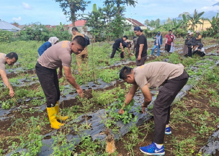 Bersama Mahasiswa UNSRI Siapkan Lahan untuk Tanam Jagung Serentak