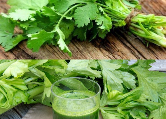 Inilah Deretan 7 Manfaat Daun Seledri untuk Kesehatan Tubuh!