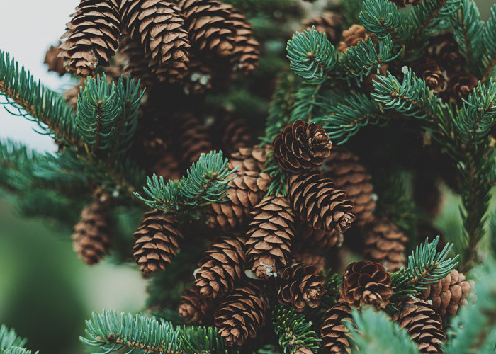Sering Disepelekan, Ternyata Ini 5 Manfaat Unik Dari Kacang Pohon Pinus! 