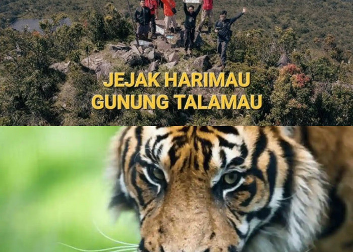 Menguak Jejak Harimau Campo di Gunung Talamau: Legenda atau Fakta?