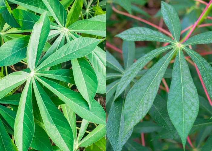 Manfaat Daun Singkong dan Cara Mengolahnya agar Tetap Sehat dan Lezat!