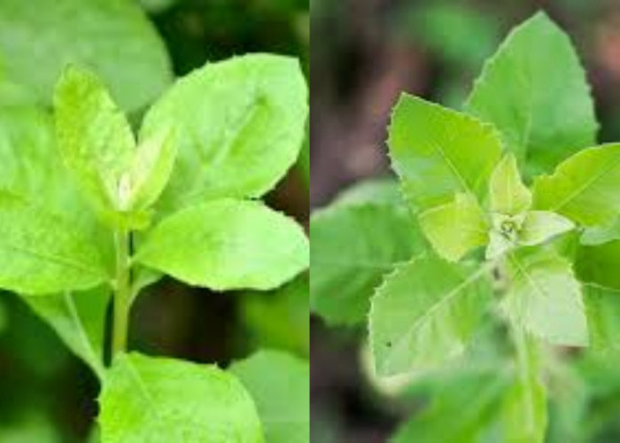 Yakin Gak Mau Coba! Manfaat Daun Beluntas Untuk Kesehatan Tubuh Yang Luar Biasa