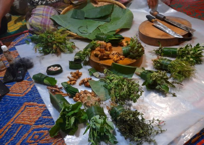 Sudah Tahu Obat Tradisional dari Suku Alas? Yuk, Temukan Manfaatnya!