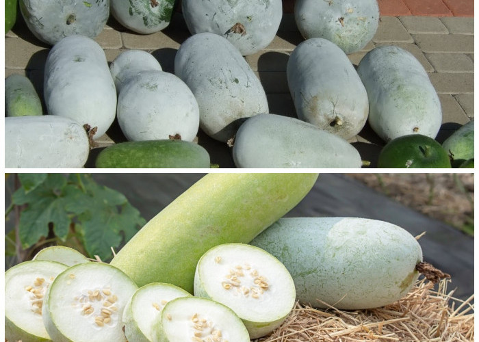 Manfaat Buah Kundur untuk Kesehatan Tubuh: Rahasia Alami Menjaga Tekanan Darah, Berat Badan, dan Daya Tahan