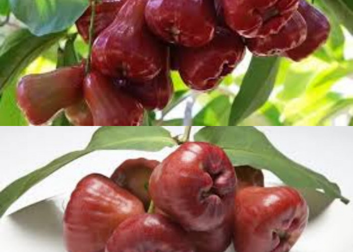 7 Khasiat Jambu Air untuk Kesehatan, Manis dan Bernutrisi!