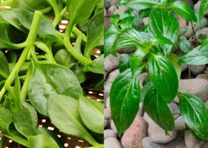 Rahasia Sambiloto, Tanaman Pahit dengan Segudang Manfaat bagi Kesehatan Tubuh!