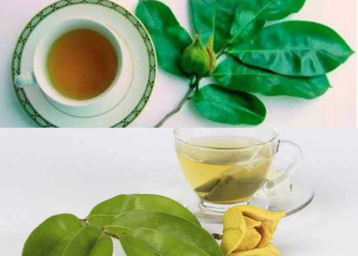 5 Manfaat Daun Sirsak untuk Kesehatan, dari Atasi Radikal Bebas hingga Potensi Lawan Kanker!