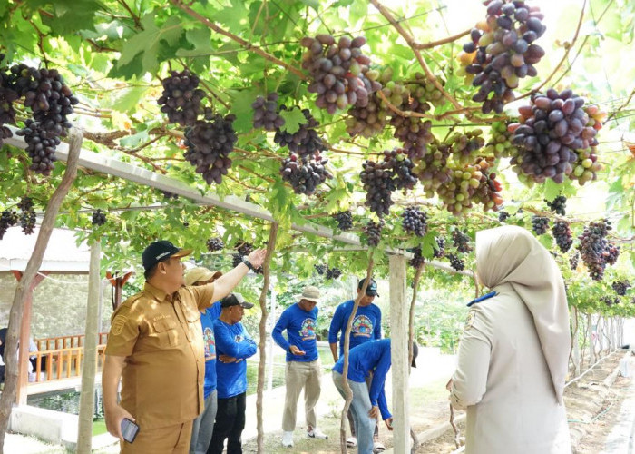 Bangkit Pasca Penataan, Kebun Anggur Duyu Menjadi Ikon Agrowisata Baru Kota Palu Berkat Peran GTRA