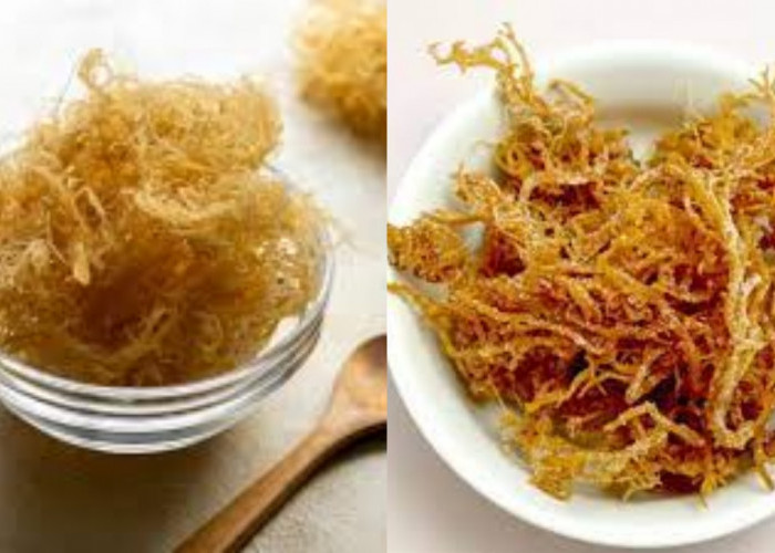 Perlu Kalian Ketahui Inilah 8 Manfaat Lumut Laut Untuk Kesehatan Yang Luar Biasa!