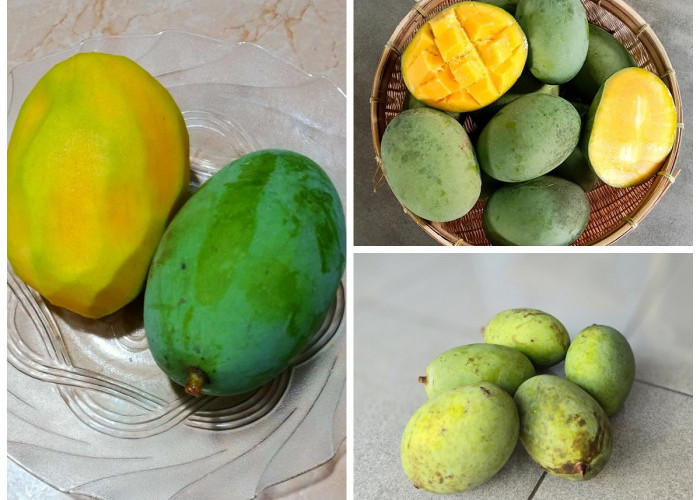 Sejarah dan Manfaat Buah Kuini bagi Kesehatan Tubuh: Dari Tradisi Nusantara hingga Khasiat Modern!