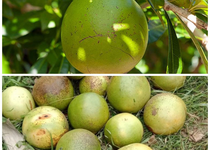 Jarang Tersorot! Buah Berenuk Ini Ternyata Kaya Manfaat untuk Kesehatan