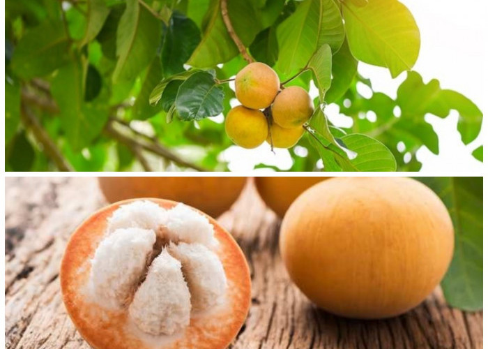 Buah Kecapi: Si Asam Manis Kaya Nutrisi dengan Segudang Khasiat Alami