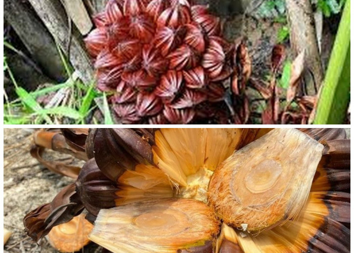 Manfaat Buah Nipah untuk Tubuh serta Alasan Pentingnya Dilestarikan