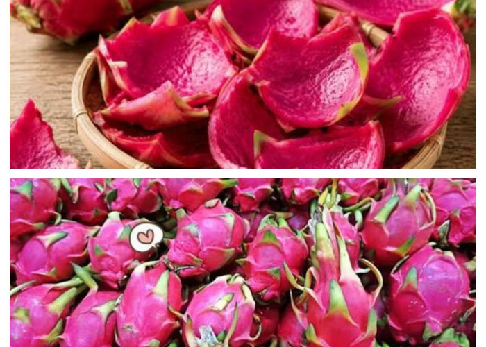 Mengenal Berbagai Manfaat Kulit Buah Naga yang Belum Banyak Orang Tahu