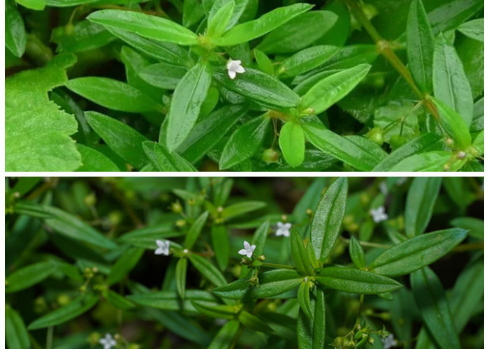 Manfaat Rumput Mutiara untuk Menunjang Kesehatan Tubuh