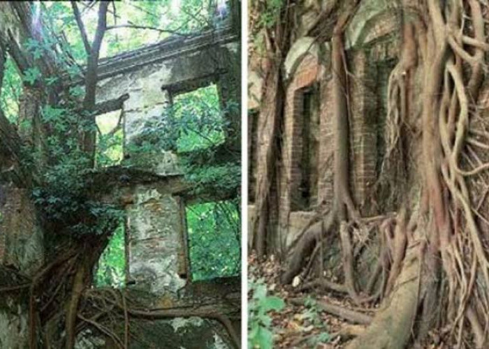 Singakat, Padat dan Jelas. Begini Sejarah Ditemukan Istana Dalam Hutan Jati Lamongan