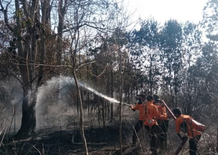 3 Hektar Lahan di Pagar Alam Hangus Dilalap Api