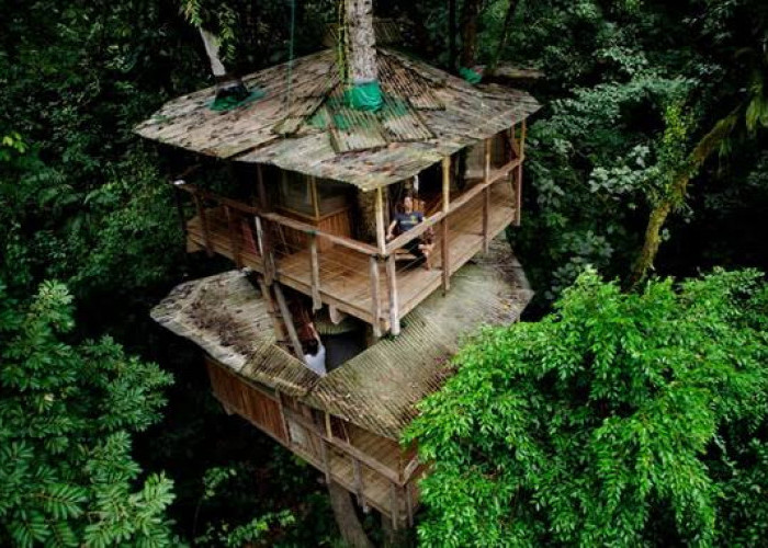 Netizen Dibikin Kepo, Keberadaan Istana Kuno di Hutan Jati