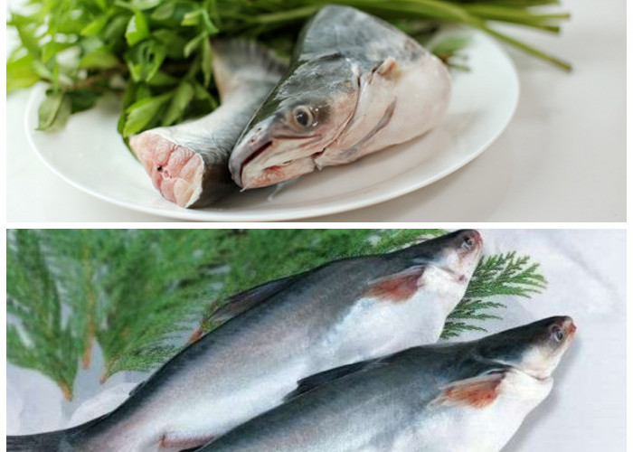  Ikan Patin: Sumber Protein Lezat dengan Segudang Khasiat Kesehatan