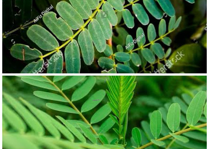 Daun Turi, Rahasia Herbal Alami untuk Menjaga Kesehatan Tubuh!