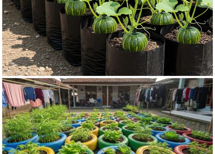 ide kebun zucchini di plybag yang menyulap area rumah jadi sejuk dan asri