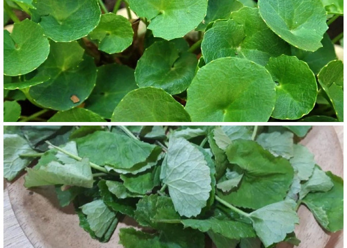 Mengenal Daun Pegagan, Herbal Legendaris yang Dipercaya Sejak Zaman Dulu untuk Kesehatan dan Kecantikan!