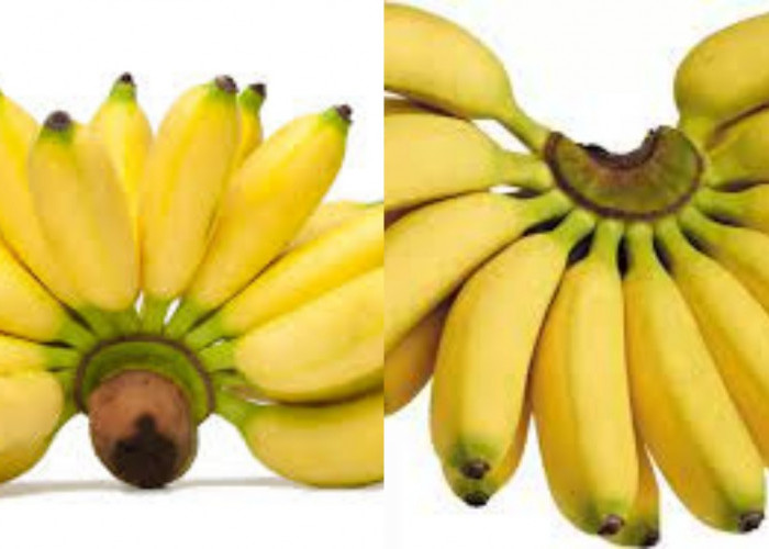 Manfaat Pisang Mas: Sumber Energi dan Sejuta Khasiat Yang Jarang Diketahui