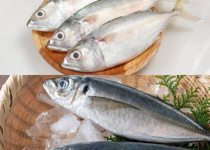 Ayo Kalian Pasti Suka Makan Ikan Kembung? Ini 5 Manfaatnya untuk Kesehatan!
