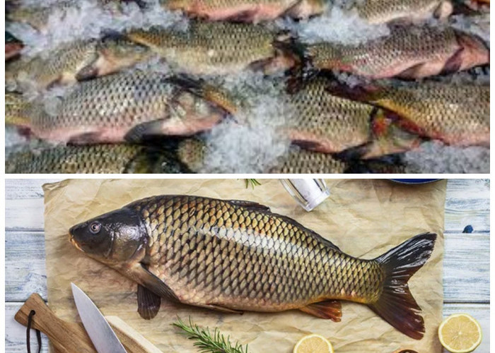 Rahasia Sehat di Balik Ikan Mas: Nutrisi dan Khasiatnya untuk Tubuh