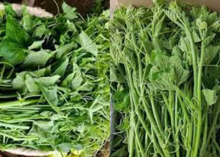 Rahasia Sehat Mengubah Kualitas Hidup Ini Manfaat Daun Labu Siam Yang Luar Biasa!