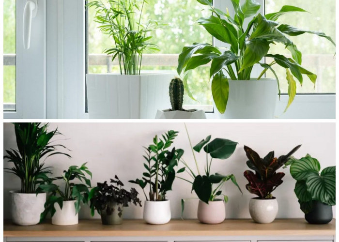 Pilihan Tanaman Indoor yang Cocok untuk Rumah Minimalis Tanpa Taman
