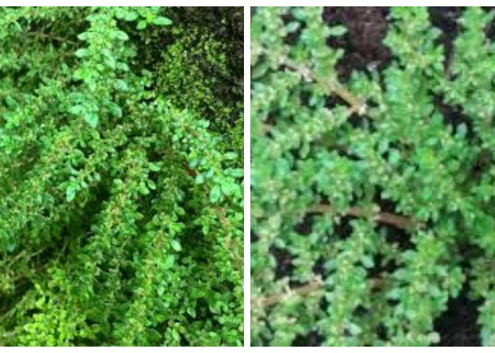 Ketumpangan, Pilea Microphylla: Gulma yang Bermanfaat untuk Kesehatan Tubuh