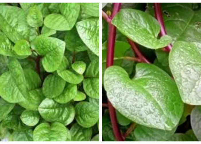 8 Manfaat Daun Binahong untuk Kesehatan 