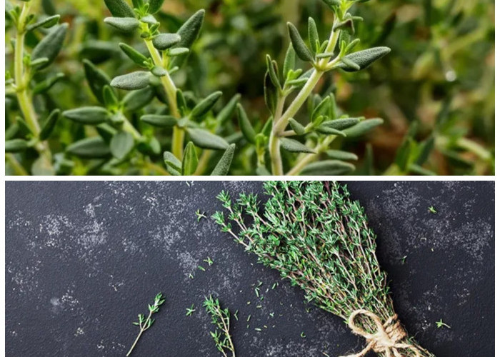 Daun Thyme dan Segudang Khasiatnya: Herbal Alami untuk Menjaga Kesehatan Tubuh