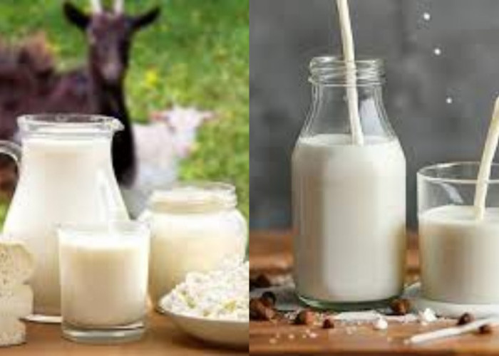 Jarang Diketahui Inilah Manfaat Susu Kambing Untuk Kesehatan!