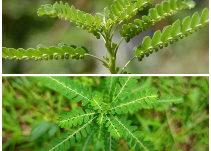 Rahasia Herbal Alami! 5 Khasiat Daun Meniran untuk Menjaga Kesehatan Tubuh