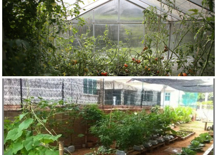 Inspirasi Greenhouse Sederhana untuk Rumah Kecil, Hemat Tempat tapi Tetap Subur