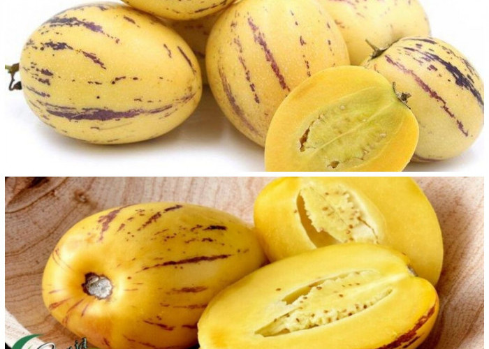 Manfaat Buah Pepino bagi Kesehatan Tubuh: Buah Eksotis dengan Segudang Khasiat Alami!