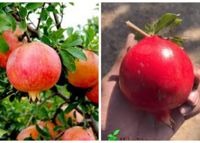 Si Merah yang Khas, Kenali 8 Manfaat Menakjubkan Buah Delima