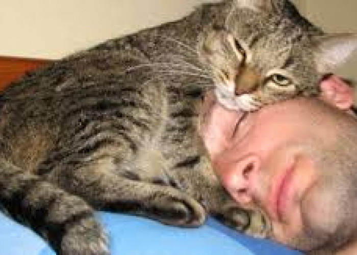 Mengapa Kucing Suka Tidur Didekat Manusia? Ternyata Ini 6 Alasannya!