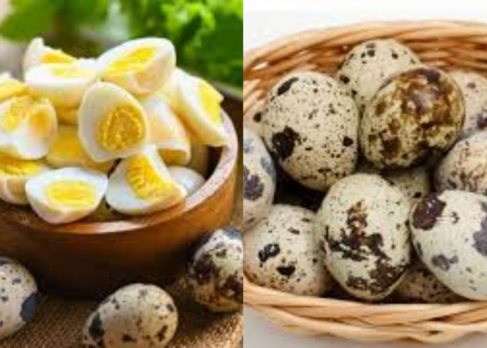  Tinggi Protein Berkualitas Inilah Manfaat Telur Puluh Bagi Kesehatan Yang Harus Kalian Ketahui!