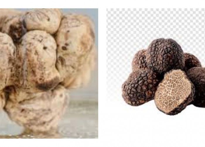 Truffle, Jamur Berkhasiat Pilihan Rasulullah yang Bernilai Jutaan