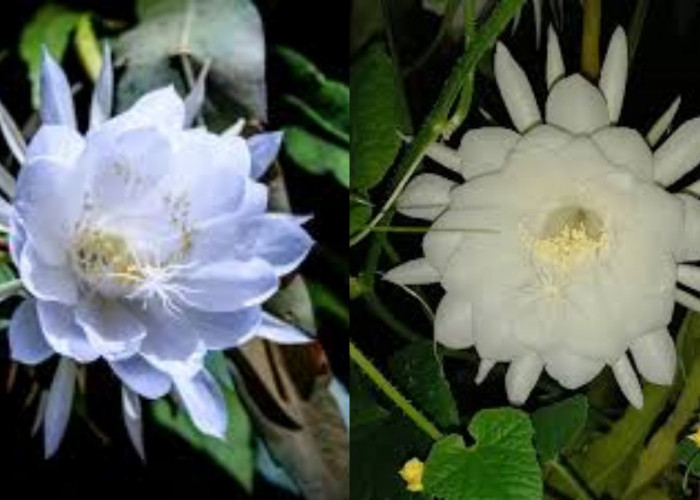 Yuk Intip! Manfaat Bunga Wijaya Kusuma Untuk Kesehatan Tubuh