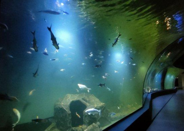 Aquarium Raksasa yang Ada di Indonesia Bikin Kalian Kagum, Cek Dimana Saja!