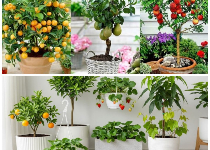 7 Tanaman Buah yang Cocok di Pot Besar: Estetik, Hemat Lahan, dan Tips Rahasia Cepat Berbuah