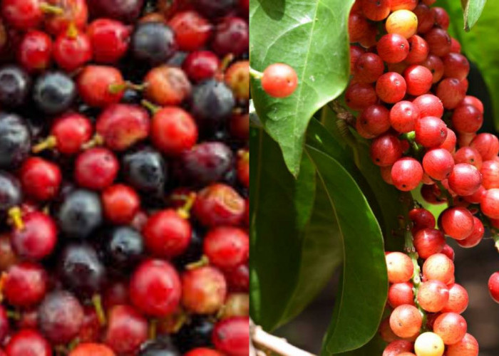 Buah Buni: Kaya Nutrisi, Ketahui Manfaatnya yang Mengagumkan!