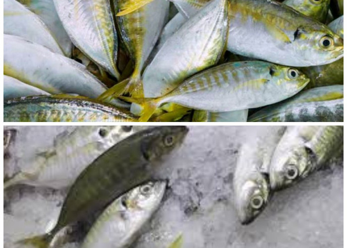 Mengungkap Khasiat Ikan Selar: Sumber Gizi Tinggi untuk Tubuh Bugar