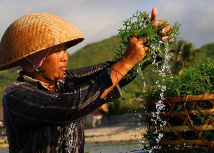 Ini Manfaat Bagus Dari Rumput Laut, Yuk Simak Daftarnya Disini! 